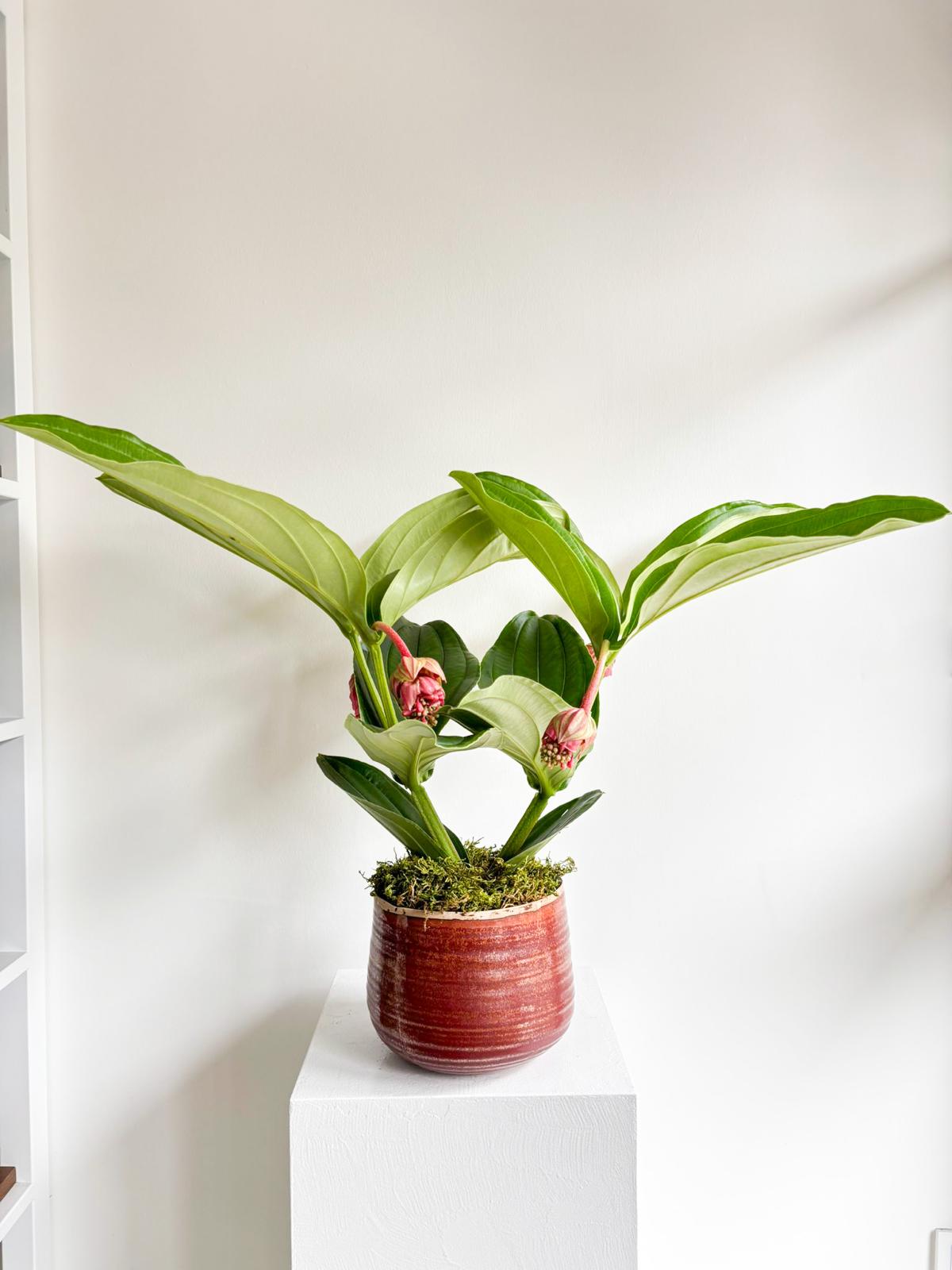 medinilla-magnifica (2)