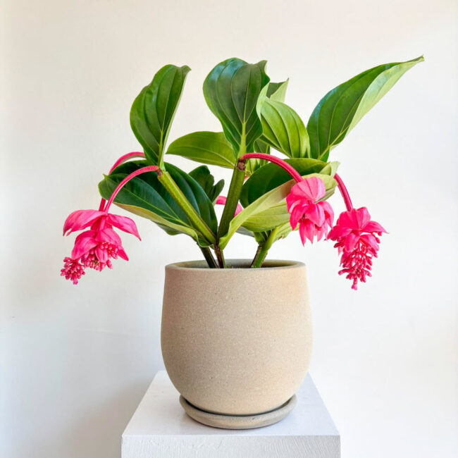 medinilla