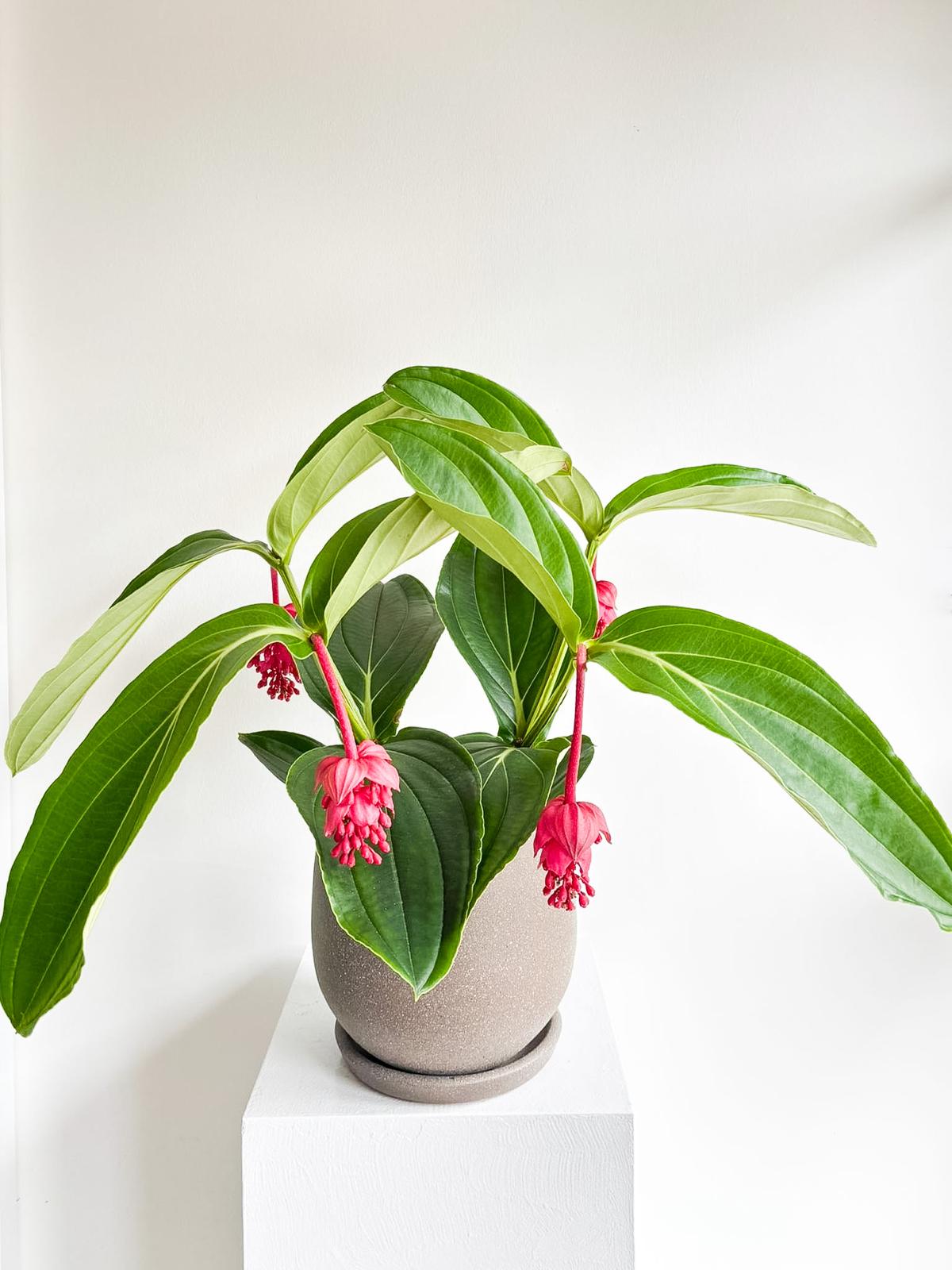 medinilla140526 (1)