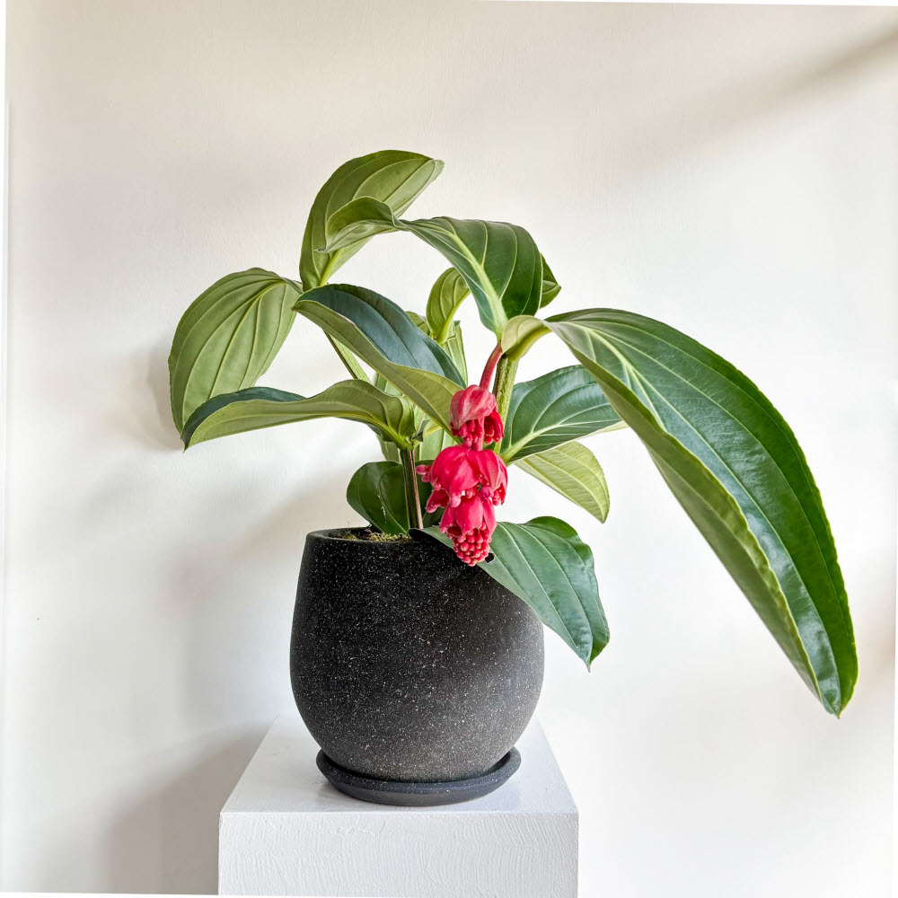 Medinilla Magnifica