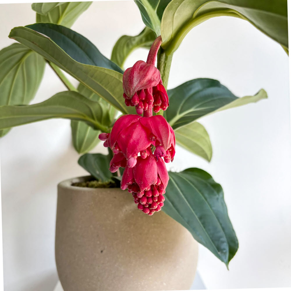 Medinilla Magnifica