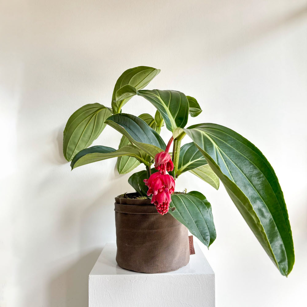 Medinilla Magnifica