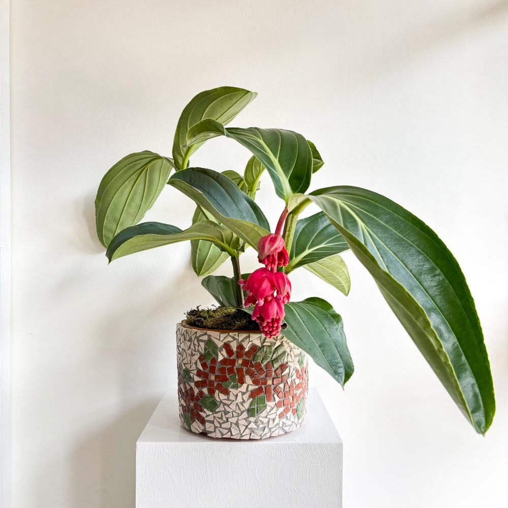 Medinilla Magnifica