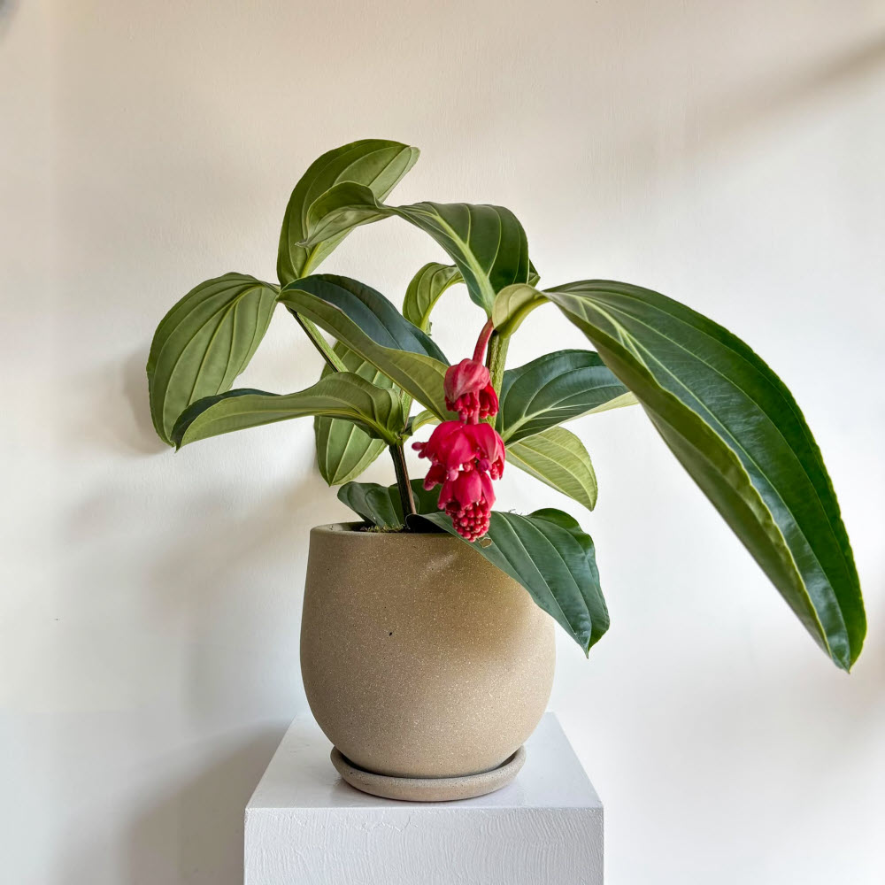Medinilla Magnifica