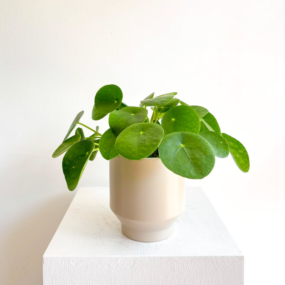Pilea Peperomioides