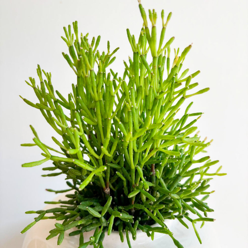 rhipsalis baccifera