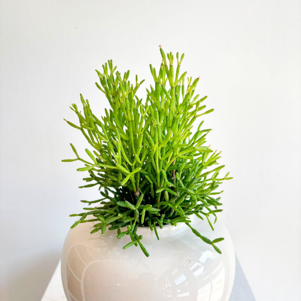 rhipsalis baccifera