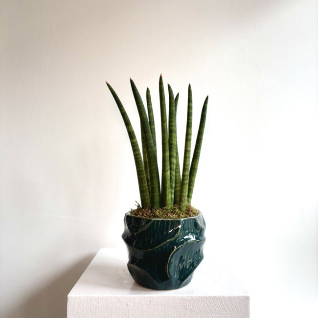Sansevieria Cylindrica