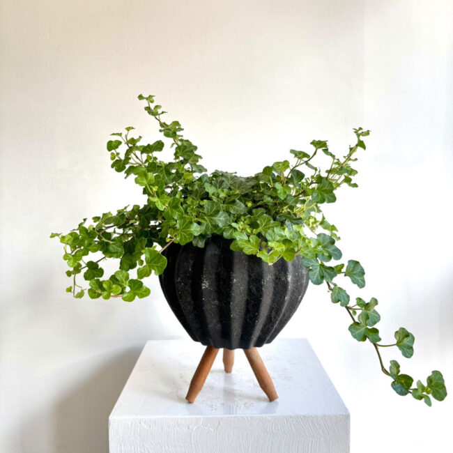 Hedera Helix