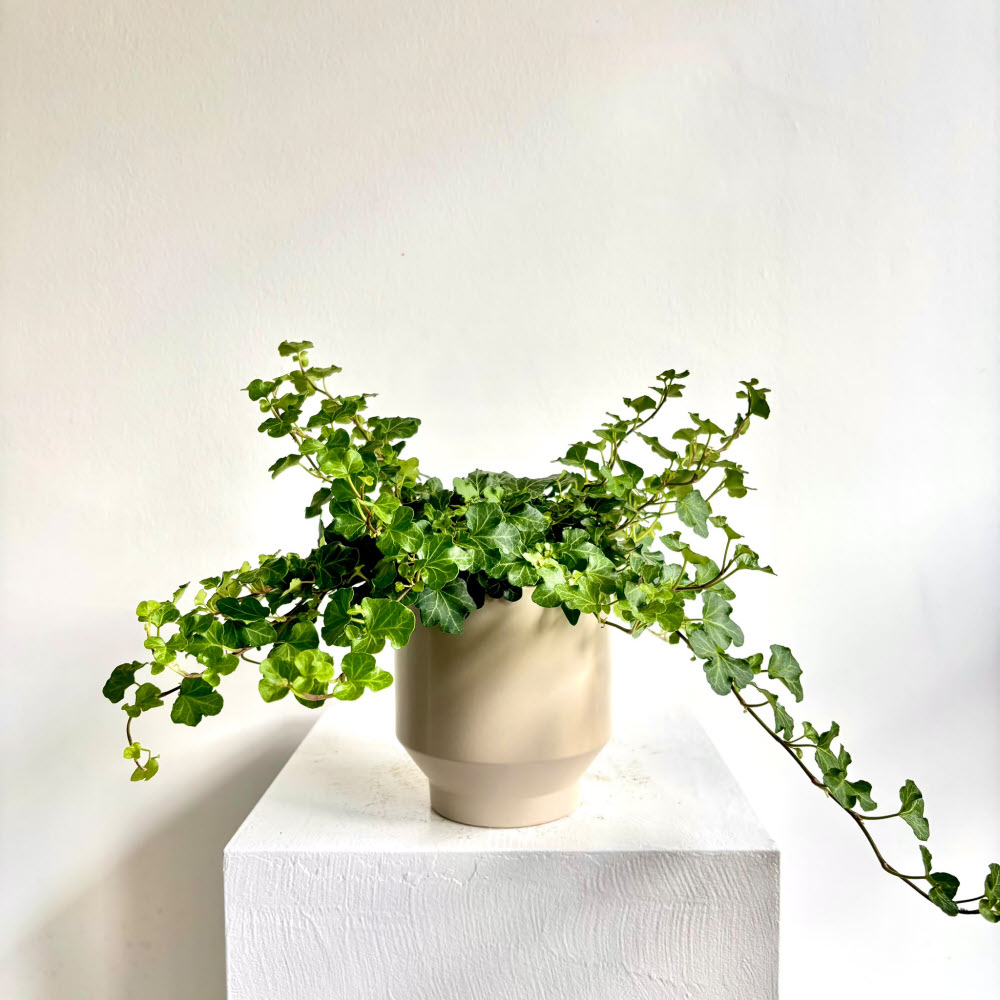 Hedera Helix