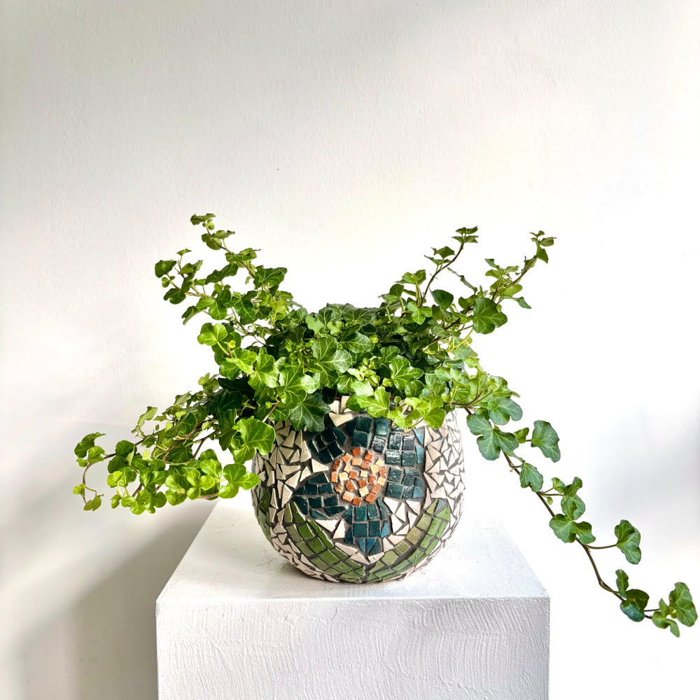Hedera Helix