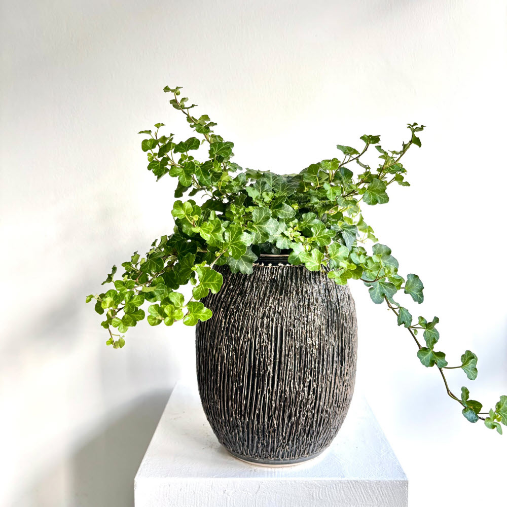 Hedera Helix